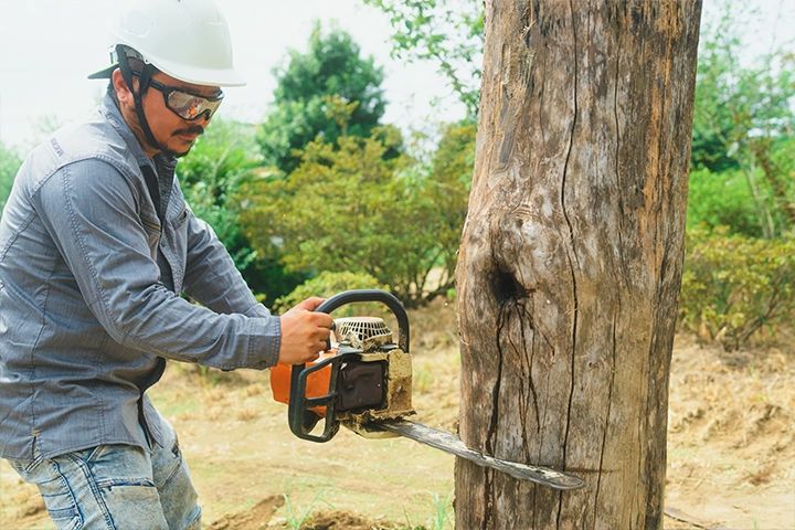 チェーンソーで杉の木を伐採する職人